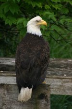 bald_eagle bald eagle Homer, Alaska