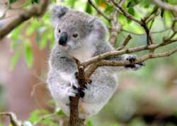 Baby Koala Australian Koala