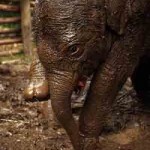 Elephant Nature Park in Chiang Mai, Thailand Treats Animals with Respect Elephant Nature Park in Chiang Mai, Thailand Treats Animals with Respect