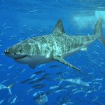 greatwhiteshark 150x150 Adrenalin Raising Adventure Activities in Australia