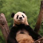 panda 150x150 See Giant Pandas at Chinas Zoos and Wildlife Centers