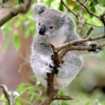 koala bear 150x150 See Koalas in Australia   Best Zoos and Wildlife Parks to Meet Cutest Australians