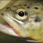 Fishing in New Zealand – The Best Places to Land a Big Fish