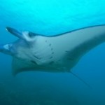 Unspoiled Beauty of Yap, Micronesia’s Tropical Paradise