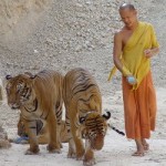 Thailand’s Tiger Temple, the Wat Pha Luang Ta Bua Yannasampanno Monastery Thailand’s Tiger Temple, the Wat Pha Luang Ta Bua Yannasampanno Monastery