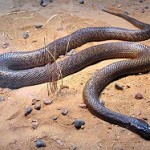 Staying Safe in Australia – Tips for Dealing with Deadly Wildlife Down Under