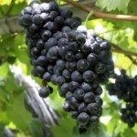 Wine Travel Tips – How to Transport Wine from Australia and New Zealand