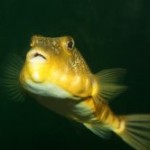 pufferfish 150x150 Dangerous Dishes in Asia   Deadly Foods for Brave Travelers