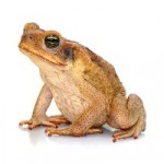 Queensland’s Cane Toad Races Strike Back Against Environmental Pests Queensland’s Cane Toad Races Strike Back Against Environmental Pests