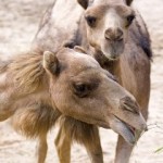 Unusual Camel Cup is The Race That Stops Outback Australia Unusual Camel Cup is The Race That Stops Outback Australia