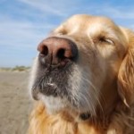 dogbeach 150x150 Camping with Dogs   Tips for Frugal Vacation Fun with Fido