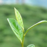 Discover Darjeeling Much More Than Tea in Indian Mountain Town darjeeling tea 150x150 Discover Darjeeling Much More Than Tea in Indian Mountain Town