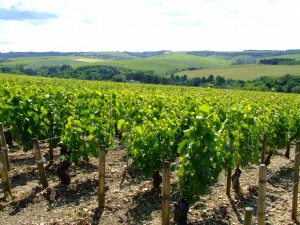 Grapevines_in_Chablis Grapevines in Chablis 300x225 Designing a Custom Culinary Tour on a Budget