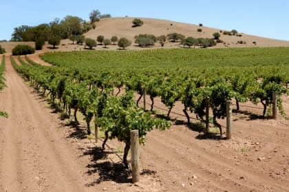 barossa-valley-vineyard1.jpg