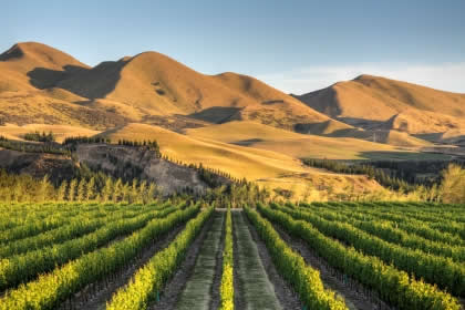 newzealandwine1.jpg